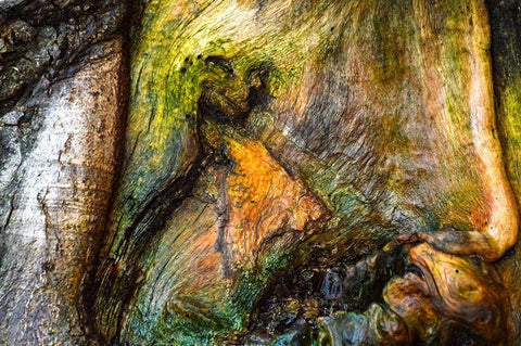 Dionysus Black Ornate Wood Framed Art Print with Double Matting by Cooper, Helena