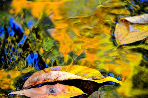 Restful Black Ornate Wood Framed Art Print with Double Matting by Cooper, Helena