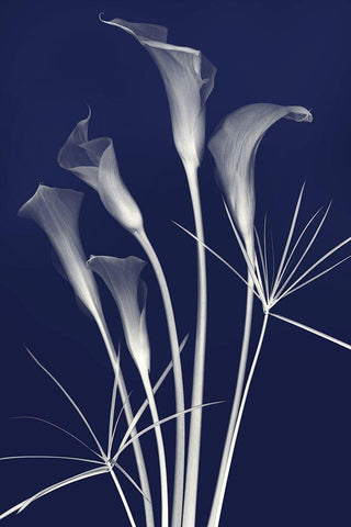 Elongated Elegance in Indigo White Modern Wood Framed Art Print with Double Matting by Robertson, Leda