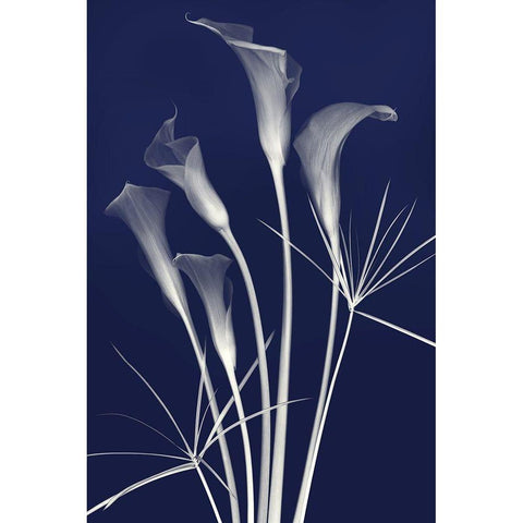 Elongated Elegance in Indigo Black Modern Wood Framed Art Print by Robertson, Leda