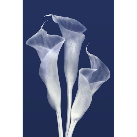 Sentinels of Light in Indigo Black Modern Wood Framed Art Print by Robertson, Leda