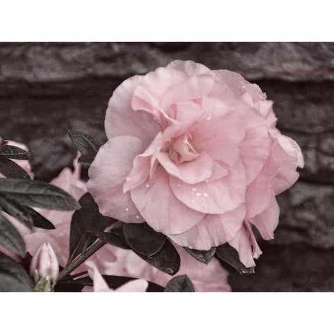 Painted Pink I White Modern Wood Framed Art Print by Robertson, Leda