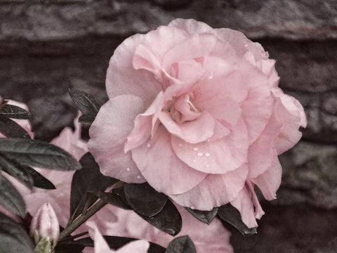 Painted Pink I White Modern Wood Framed Art Print with Double Matting by Robertson, Leda