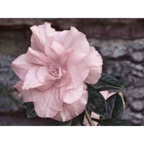 Painted Pink II Black Modern Wood Framed Art Print with Double Matting by Robertson, Leda