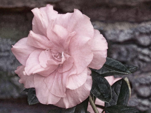 Painted Pink II Black Ornate Wood Framed Art Print with Double Matting by Robertson, Leda