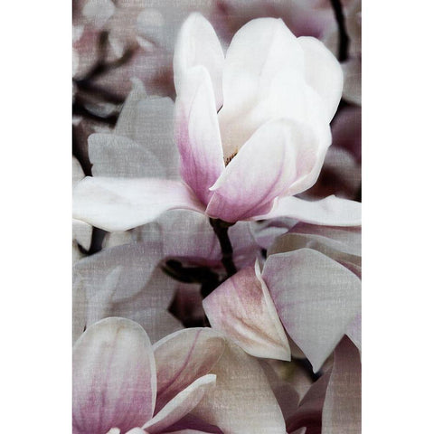 Petal Heaven I White Modern Wood Framed Art Print by Robertson, Leda