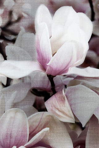 Petal Heaven I White Modern Wood Framed Art Print with Double Matting by Robertson, Leda