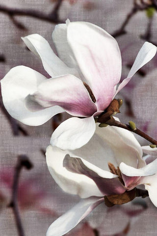 Petal Heaven II White Modern Wood Framed Art Print with Double Matting by Robertson, Leda