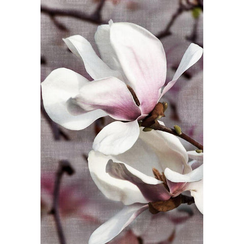 Petal Heaven II Gold Ornate Wood Framed Art Print with Double Matting by Robertson, Leda