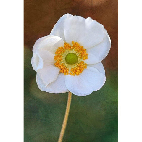 Playful Petals I Black Modern Wood Framed Art Print by Robertson, Leda