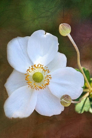 Playful Petals II White Modern Wood Framed Art Print with Double Matting by Robertson, Leda