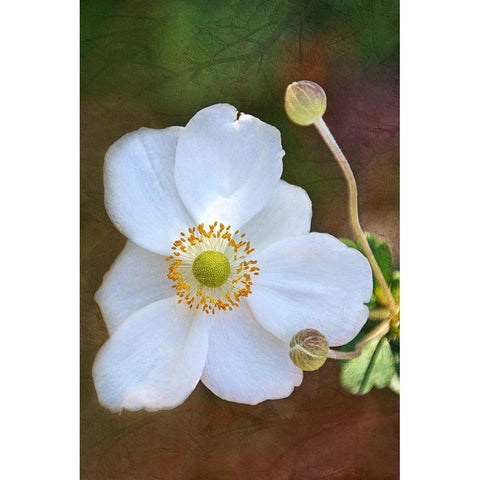 Playful Petals II Gold Ornate Wood Framed Art Print with Double Matting by Robertson, Leda