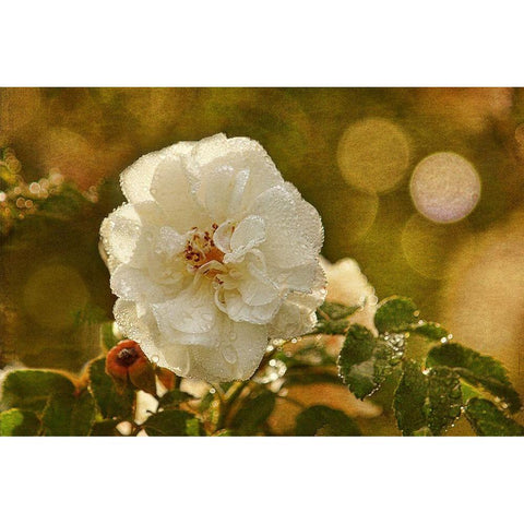 Adorned in Raindrops White Modern Wood Framed Art Print by Robertson, Leda