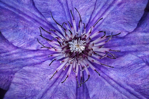 Inner Workings I Black Ornate Wood Framed Art Print with Double Matting by Robertson, Leda