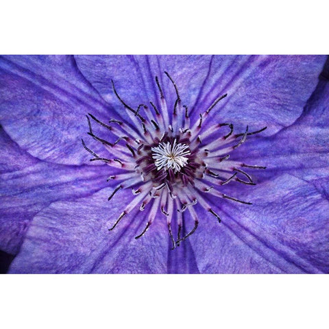 Inner Workings I White Modern Wood Framed Art Print by Robertson, Leda