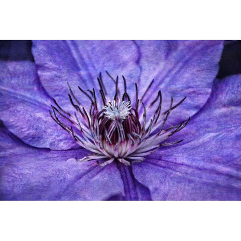 Inner Workings II Black Modern Wood Framed Art Print by Robertson, Leda