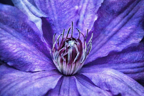 Intimate Unfolding White Modern Wood Framed Art Print with Double Matting by Robertson, Leda