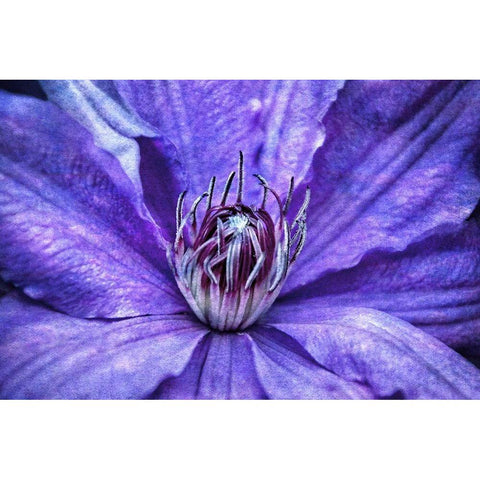 Intimate Unfolding Black Modern Wood Framed Art Print by Robertson, Leda