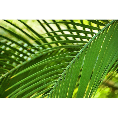 Leaf Abstraction II Black Modern Wood Framed Art Print by Robertson, Leda