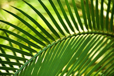 Leaf Abstraction IV White Modern Wood Framed Art Print with Double Matting by Robertson, Leda