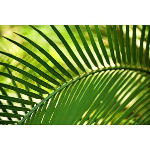 Leaf Abstraction IV Black Modern Wood Framed Art Print with Double Matting by Robertson, Leda