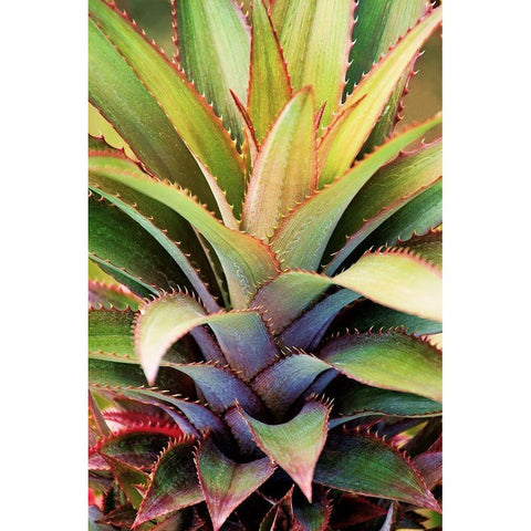 Spiny Succulent I White Modern Wood Framed Art Print by Robertson, Leda