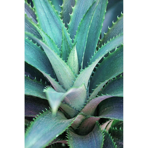 Spiny Succulent II Gold Ornate Wood Framed Art Print with Double Matting by Robertson, Leda