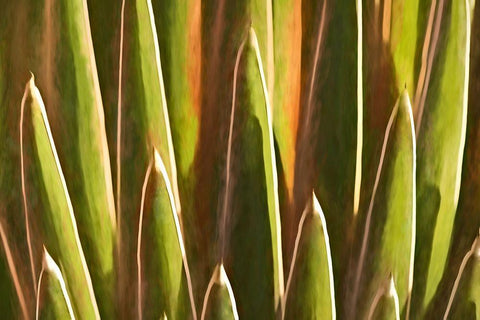 Desert Growth White Modern Wood Framed Art Print with Double Matting by Robertson, Leda