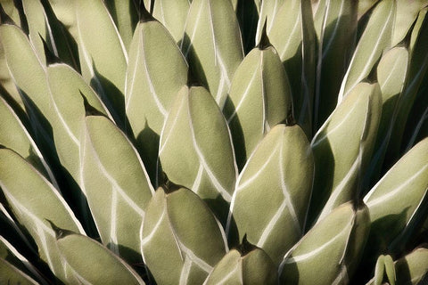 Geometric Growth White Modern Wood Framed Art Print with Double Matting by Robertson, Leda