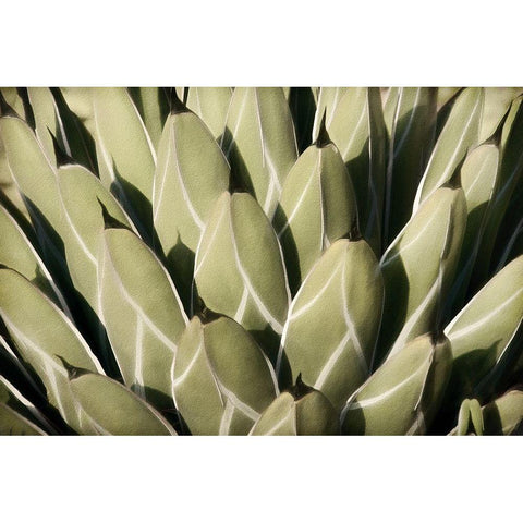 Geometric Growth Black Modern Wood Framed Art Print by Robertson, Leda