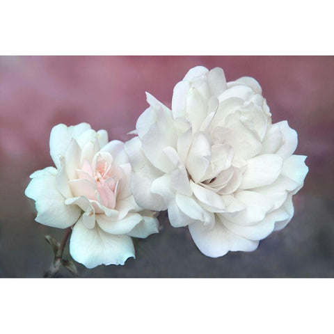 Wild About Roses White Modern Wood Framed Art Print by Robertson, Leda