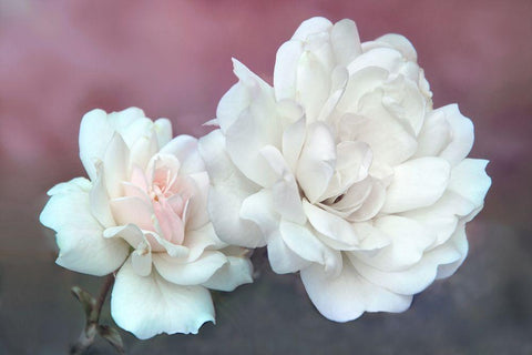 Wild About Roses White Modern Wood Framed Art Print with Double Matting by Robertson, Leda