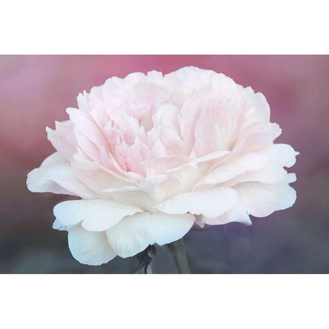Perfect Peony White Modern Wood Framed Art Print by Robertson, Leda