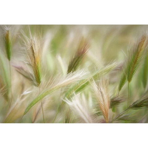 Spring Delight Black Modern Wood Framed Art Print with Double Matting by Robertson, Leda