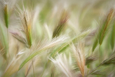 Spring Delight Black Ornate Wood Framed Art Print with Double Matting by Robertson, Leda