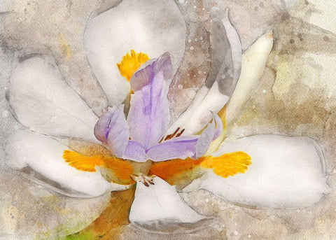 Blooming into Abstraction Black Ornate Wood Framed Art Print with Double Matting by Robertson, Leda