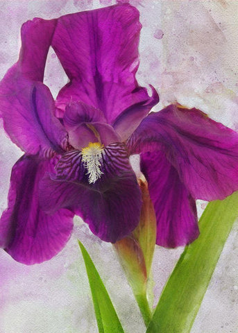 Easy Beauty White Modern Wood Framed Art Print with Double Matting by Robertson, Leda