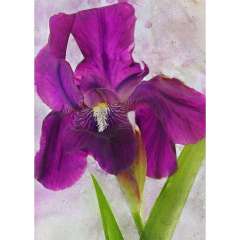 Easy Beauty Black Modern Wood Framed Art Print by Robertson, Leda