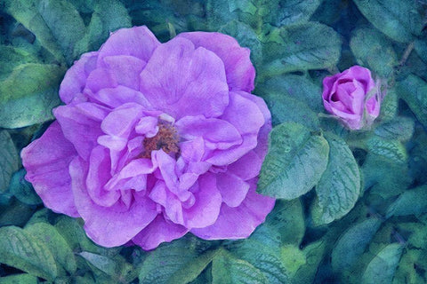 Moment of Beauty White Modern Wood Framed Art Print with Double Matting by Robertson, Leda