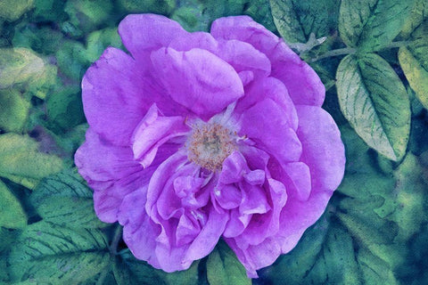 A Touch of Heaven White Modern Wood Framed Art Print with Double Matting by Robertson, Leda