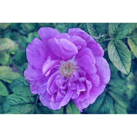 A Touch of Heaven Black Modern Wood Framed Art Print with Double Matting by Robertson, Leda