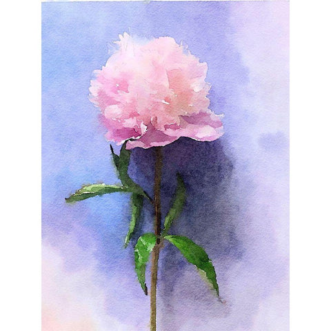 Pink Watercolor Peony II White Modern Wood Framed Art Print by Orlov, Irena