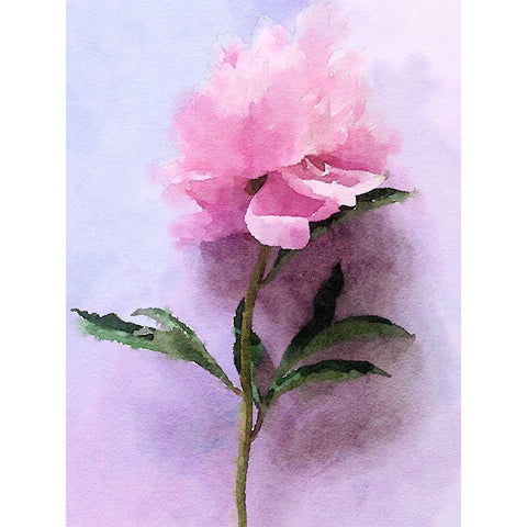 Pink Watercolor Peony III White Modern Wood Framed Art Print by Orlov, Irena