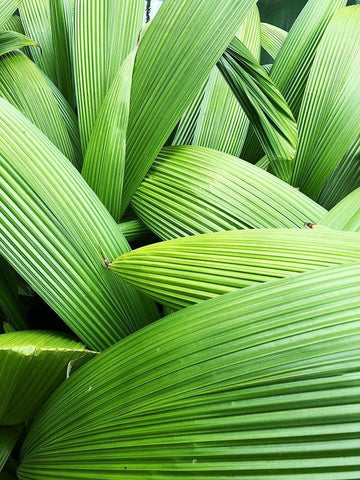 Monster Leaves I Black Ornate Wood Framed Art Print with Double Matting by Orlov, Irena