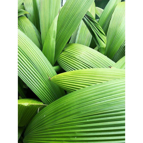 Monster Leaves I White Modern Wood Framed Art Print by Orlov, Irena