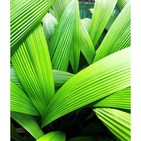 Monster Leaves II Black Modern Wood Framed Art Print with Double Matting by Orlov, Irena