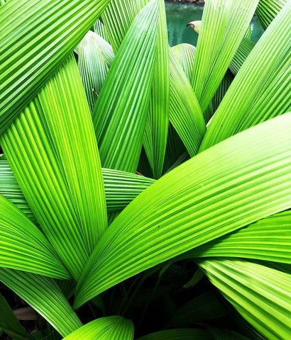 Monster Leaves II Black Ornate Wood Framed Art Print with Double Matting by Orlov, Irena