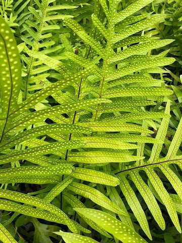 Tropical Paradise I White Modern Wood Framed Art Print with Double Matting by Orlov, Irena