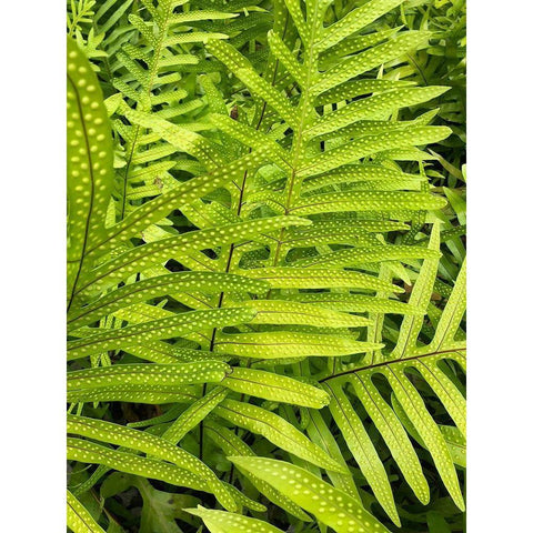 Tropical Paradise I Black Modern Wood Framed Art Print with Double Matting by Orlov, Irena