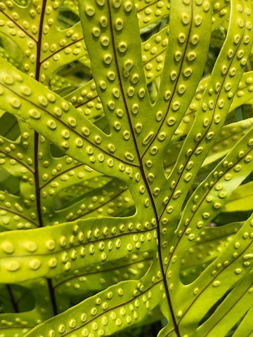 Tropical Paradise II White Modern Wood Framed Art Print with Double Matting by Orlov, Irena